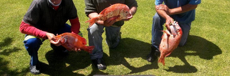 Dis ds Dirk van Dyk (middel) en regs van hom, George Rowan en ook Jean Downing wat kan spog met die goeie vangs, Vrydag, en hulle was nie eens baie ver van Kleinbaai-hawe nie. Wys jou waartoe â€˜n boot in staat is!